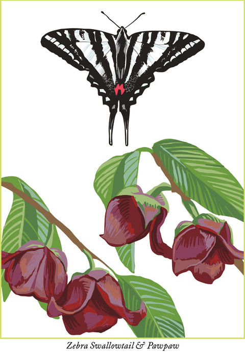 Fall 2025 Butterflies