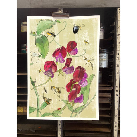 RFL-325 Sweet Pea and Pollinators