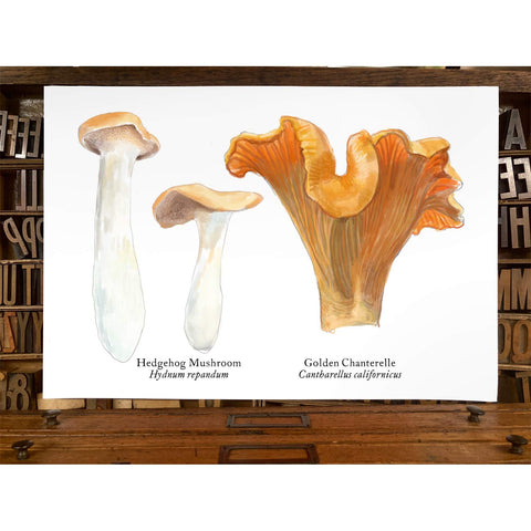 RMU-22 Edible Mushroom 2