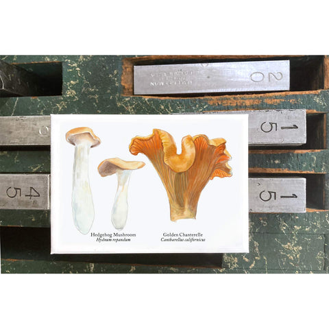 RMU-22 Edible Mushroom 2