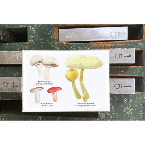 RMU-23 Various Mushrooms 2