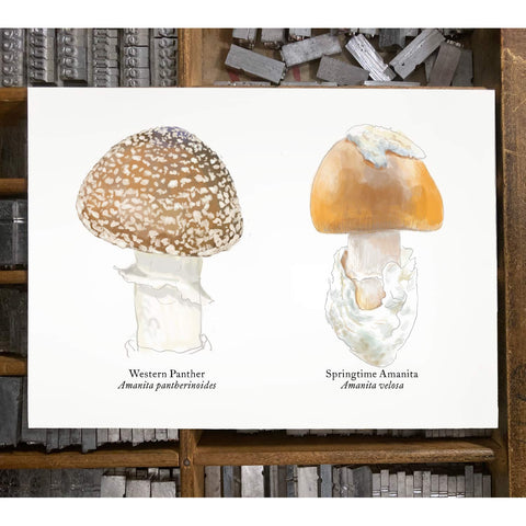 RMU-24 Amanita Mushrooms