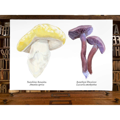 RMU-25 Unusual Mushrooms 1