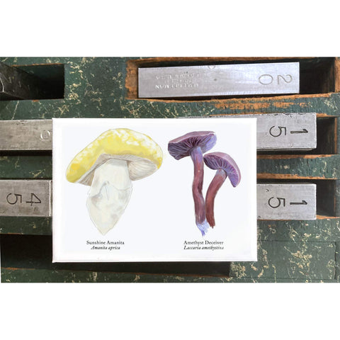 RMU-25 Unusual Mushrooms 1