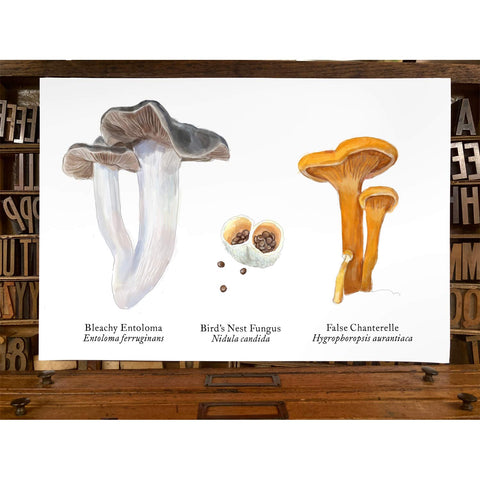 RMU-29 Unusual Mushrooms 4