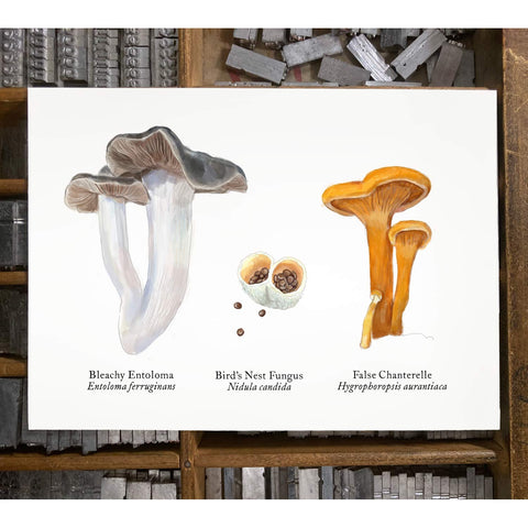 RMU-29 Unusual Mushrooms 4