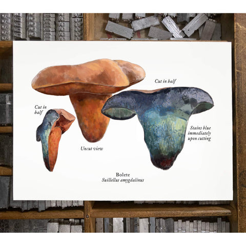 RMU-30 Unusual Mushrooms 5
