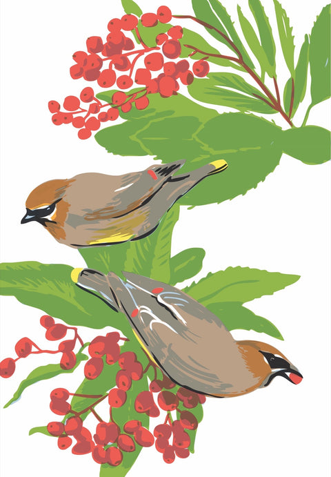 RBI-94 Cedar Waxwing & Toyon